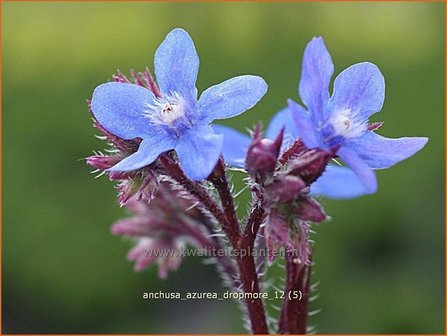 Anchusa azurea &#039;Dropmore&#039; | Blauwe ossentong, Italiaanse ossentong