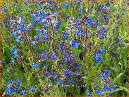 Anchusa azurea &#039;Dropmore&#039; | Blauwe ossentong, Italiaanse ossentong