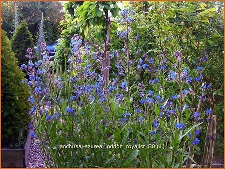 Anchusa azurea &#039;Loddon Royalist&#039; | Blauwe ossentong, Italiaanse ossentong