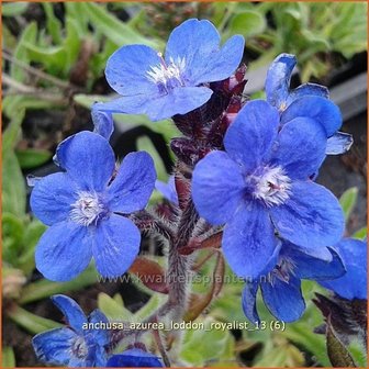 Anchusa azurea &#039;Loddon Royalist&#039; | Blauwe ossentong, Italiaanse ossentong