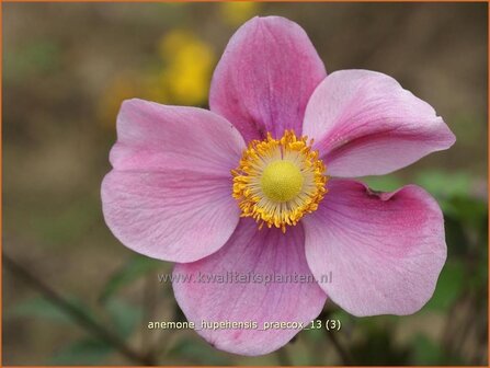 Anemone hupehensis &#039;Praecox&#039; | Anemoon, Herfstanemoon, Japanse anemoon