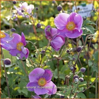 Anemone hupehensis &#039;Praecox&#039; | Anemoon, Herfstanemoon, Japanse anemoon