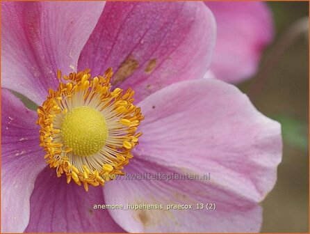 Anemone hupehensis &#039;Praecox&#039; | Anemoon, Herfstanemoon, Japanse anemoon