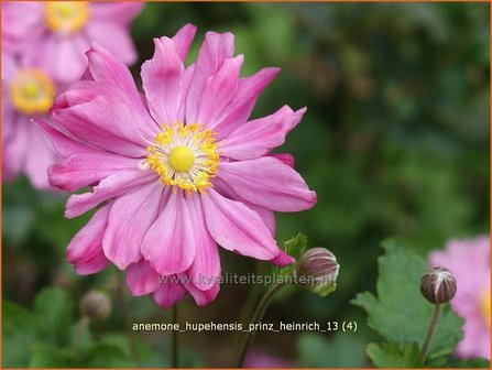 Anemone hupehensis &#039;Prinz Heinrich&#039; | Anemoon, Herfstanemoon, Japanse anemoon