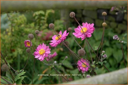 Anemone hupehensis &#039;Prinz Heinrich&#039; | Anemoon, Herfstanemoon, Japanse anemoon