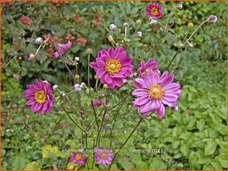 Anemone hupehensis &#039;Prinz Heinrich&#039; | Anemoon, Herfstanemoon, Japanse anemoon