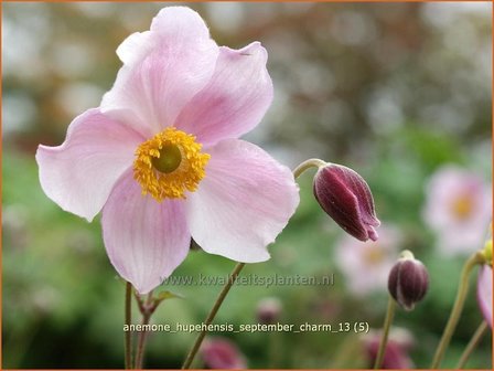 Anemone hupehensis &#039;September Charm&#039; | Anemoon, Herfstanemoon, Japanse anemoon