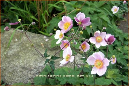 Anemone hupehensis &#039;September Charm&#039; | Anemoon, Herfstanemoon, Japanse anemoon