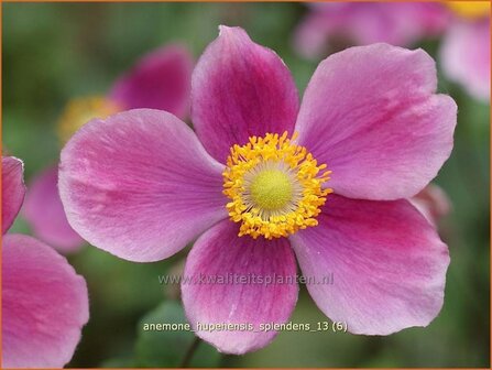 Anemone hupehensis &#039;Splendens&#039; | Anemoon, Herfstanemoon, Japanse anemoon