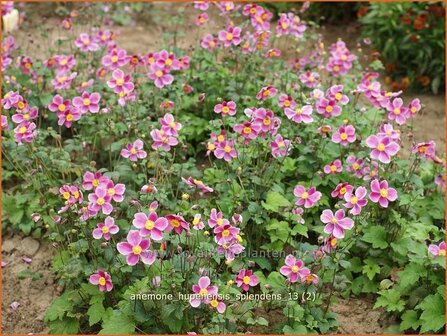 Anemone hupehensis &#039;Splendens&#039; | Anemoon, Herfstanemoon, Japanse anemoon