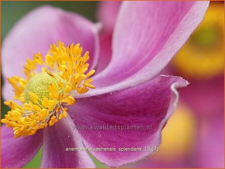 Anemone hupehensis &#039;Splendens&#039; | Anemoon, Herfstanemoon, Japanse anemoon