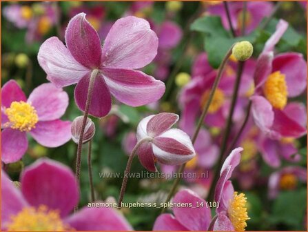 Anemone hupehensis &#039;Splendens&#039; | Anemoon, Herfstanemoon, Japanse anemoon