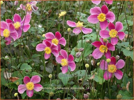 Anemone hupehensis &#039;Splendens&#039; | Anemoon, Herfstanemoon, Japanse anemoon