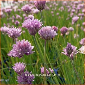 Allium schoenoprasum | Bieslook