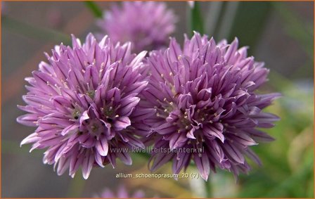 Allium schoenoprasum | Bieslook