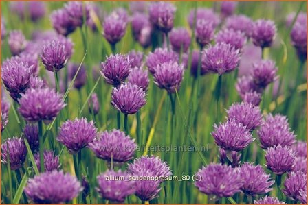 Allium schoenoprasum | Bieslook