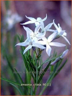 Amsonia ciliata | Blauwe ster