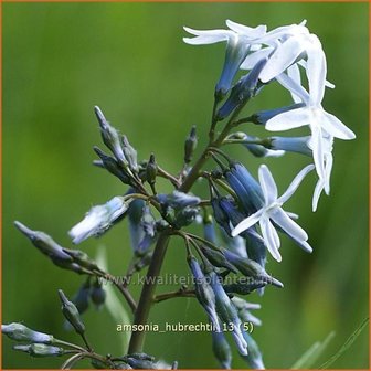 Amsonia hubrechtii | Blauwe ster