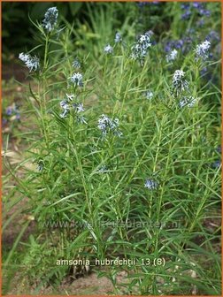 Amsonia hubrechtii | Blauwe ster