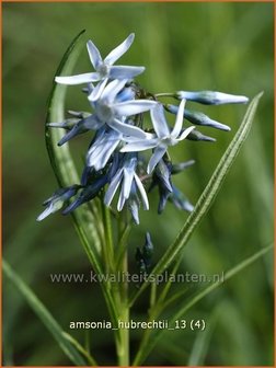 Amsonia hubrechtii | Blauwe ster