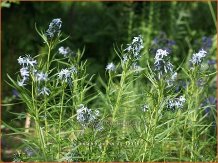 Amsonia hubrechtii | Blauwe ster