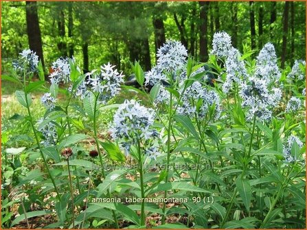 Amsonia tabernaemontana | Blauwe ster