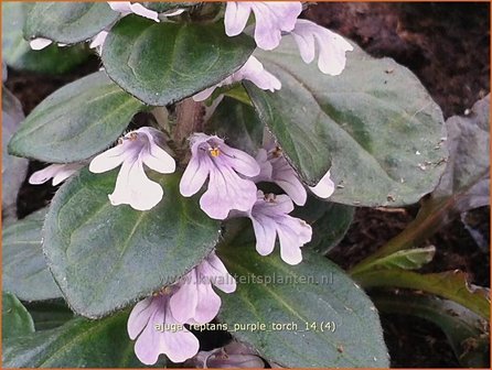 Ajuga reptans &#039;Purple Torch&#039; | Zenegroen