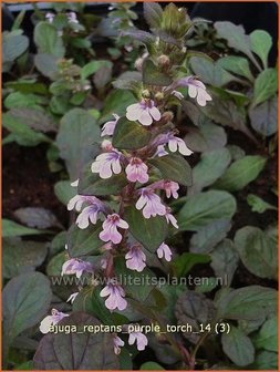 Ajuga reptans &#039;Purple Torch&#039; | Zenegroen