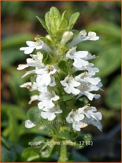 Ajuga reptans &#039;Sanne&#039; | Zenegroen