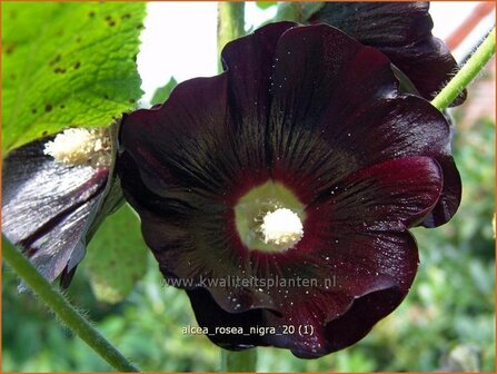 Alcea rosea &#039;Nigra&#039; | Stokroos