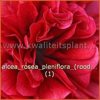 Alcea rosea &#039;Pleniflora&#039; (rood) | Stokroos