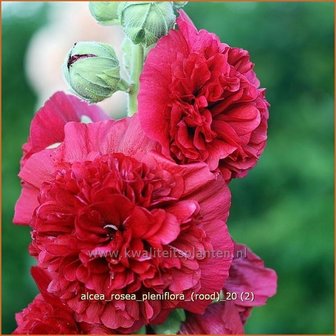 Alcea rosea &#039;Pleniflora&#039; (rood) | Stokroos