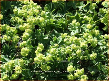 Alchemilla faeroensis var. pumila | Vrouwenmantel