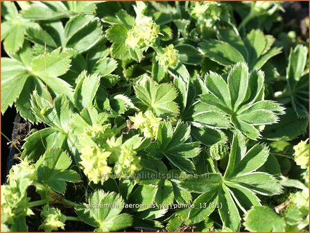 Alchemilla faeroensis var. pumila | Vrouwenmantel