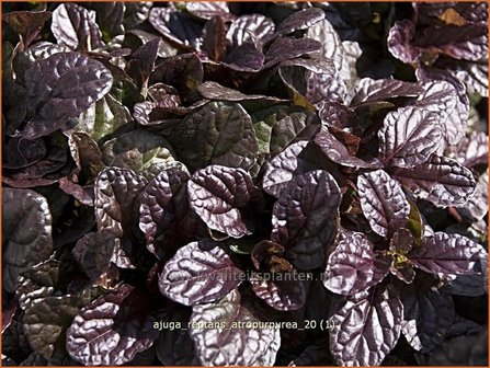 Ajuga reptans &#039;Atropurpurea&#039; | Zenegroen