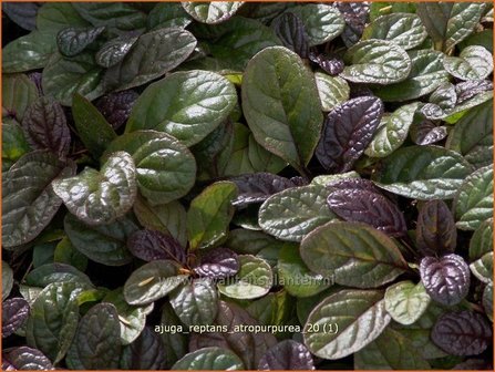 Ajuga reptans &#039;Atropurpurea&#039; | Zenegroen