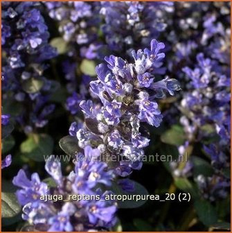 Ajuga reptans &#039;Atropurpurea&#039; | Zenegroen