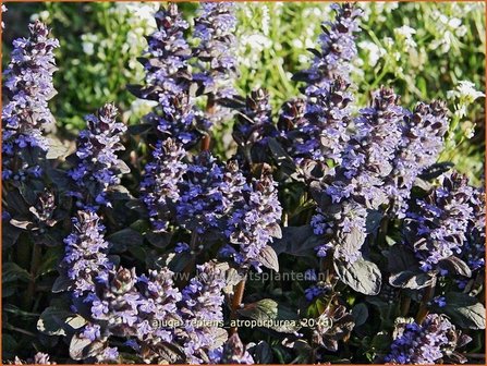 Ajuga reptans &#039;Atropurpurea&#039; | Zenegroen