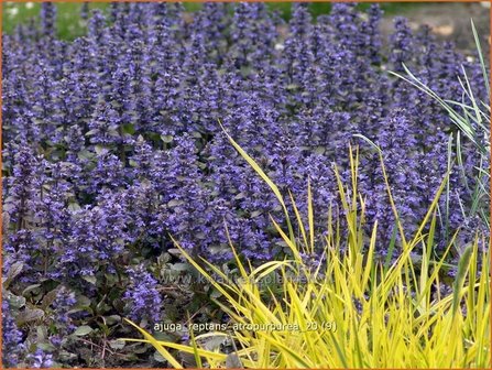 Ajuga reptans &#039;Atropurpurea&#039; | Zenegroen