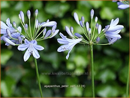 Agapanthus &#039;Peter Pan&#039; | Kaapse lelie, Afrikaanse lelie, Liefdesbloem