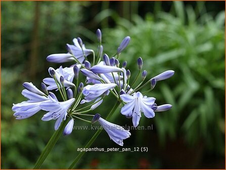 Agapanthus &#039;Peter Pan&#039; | Kaapse lelie, Afrikaanse lelie, Liefdesbloem