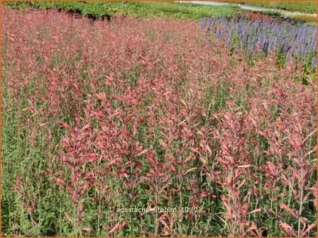 Agastache &#039;Firebird&#039; | Dropplant, Anijsnetel