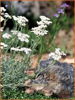 Achillea umbellata | Duizendblad