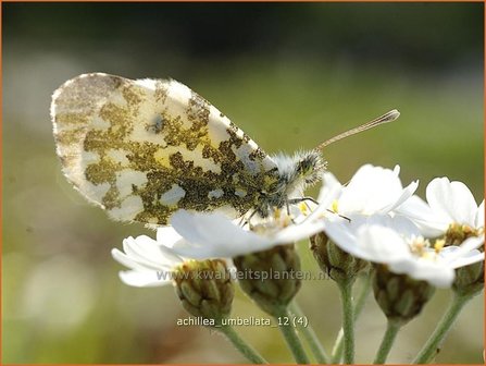 Achillea umbellata | Duizendblad