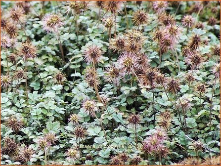 Acaena microphylla | Stekelnootje | Braunbl&auml;ttriges Stacheln&uuml;sschen | Pirri-Pirri