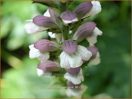 Acanthus spinosus | Stekelige berenklauw