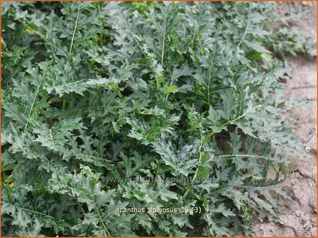 Acanthus spinosus | Stekelige berenklauw