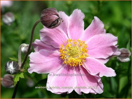 Anemone hybrida &#039;Koenigin Charlotte&#039; | Anemoon, Herfstanemoon, Japanse anemoon