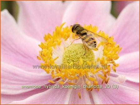 Anemone hybrida &#039;Koenigin Charlotte&#039; | Anemoon, Herfstanemoon, Japanse anemoon