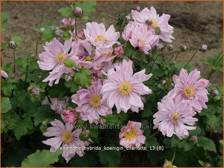 Anemone hybrida &#039;Koenigin Charlotte&#039; | Anemoon, Herfstanemoon, Japanse anemoon